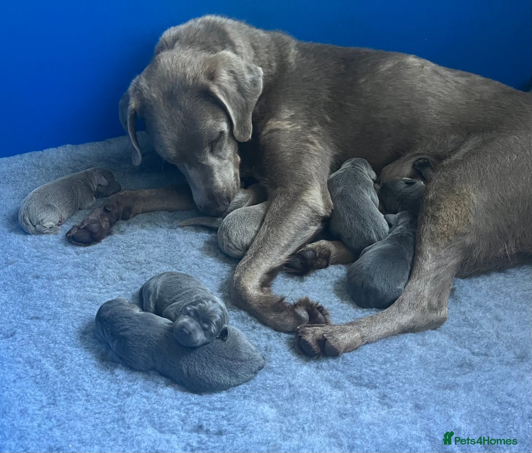 Labrador Retriever dogs for sale: Stunning litter of Silver & Charcoal Lab pups  - Image 19