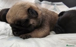 Pug dogs for sale: For sale - Image 8