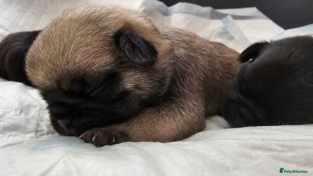 Pug dogs for sale: For sale - Image 8