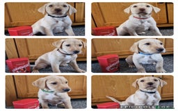 Labrador Retriever dogs for sale: ❗️REDUCED REDUCED READY TO GO❗️5 AVAILABLE in Cwmbran - Image 3