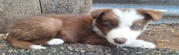 Border Collie dogs for sale: Beautiful fluffy Collie Pups for Sale - Advert 14