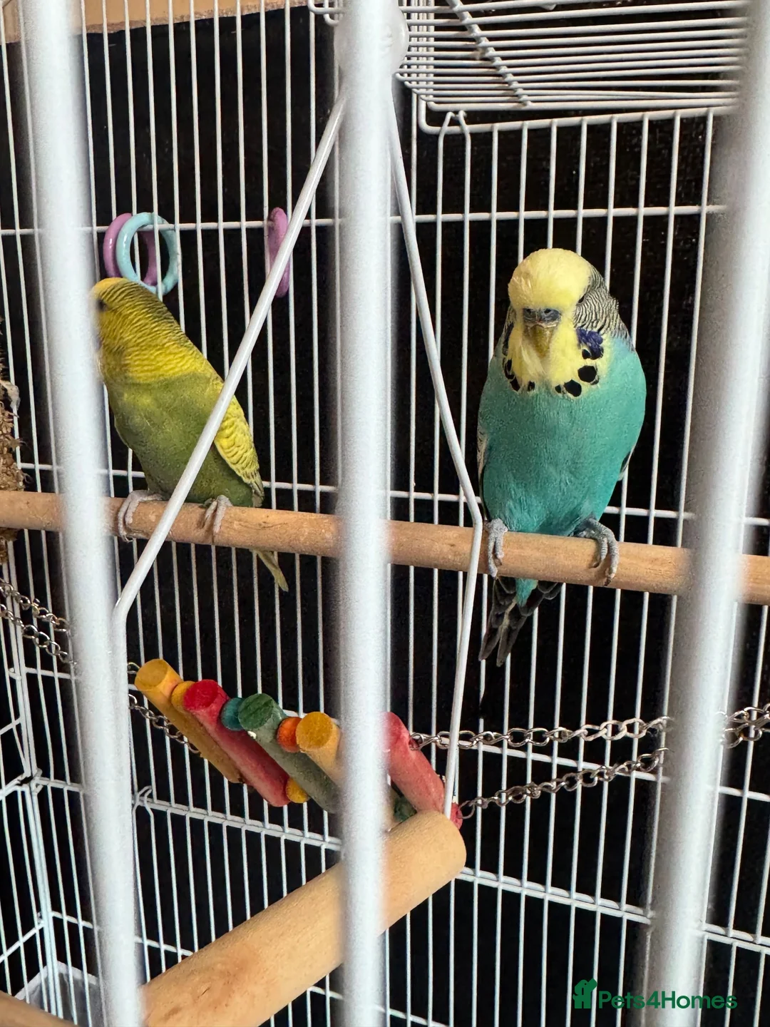 Budgerigars birds for sale: Budgies pair  - Advert 2