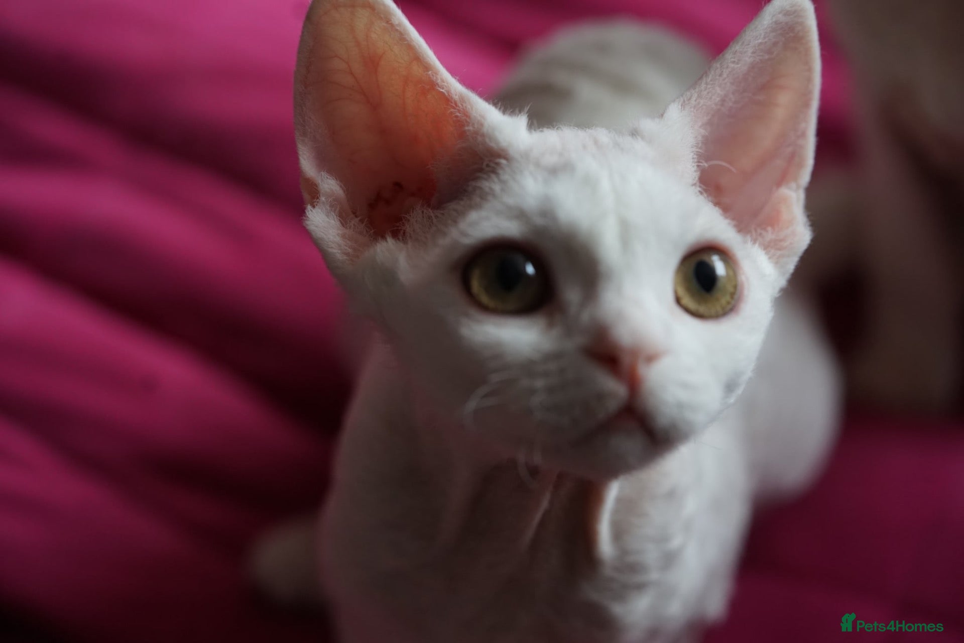 Devon Rex cats White Female Kitten Available 🤍 - Advert 3
