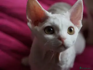 Devon Rex cats White Female Kitten Available 🤍 - Advert 3