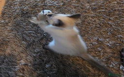 Ragdoll cats for sale: Male Ragdoll Kitten - Image 8