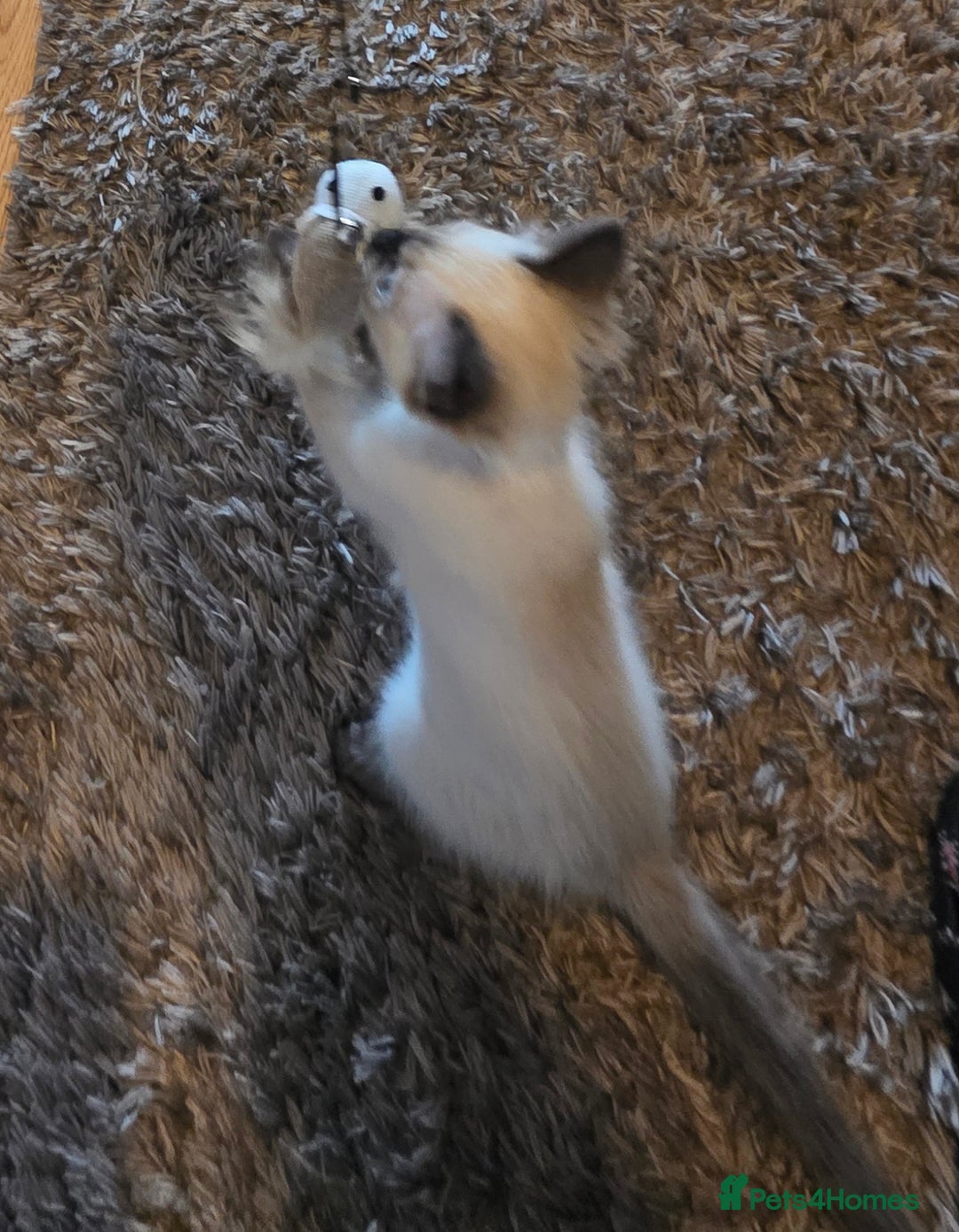 Ragdoll cats for sale: Male Ragdoll Kitten - Image 8