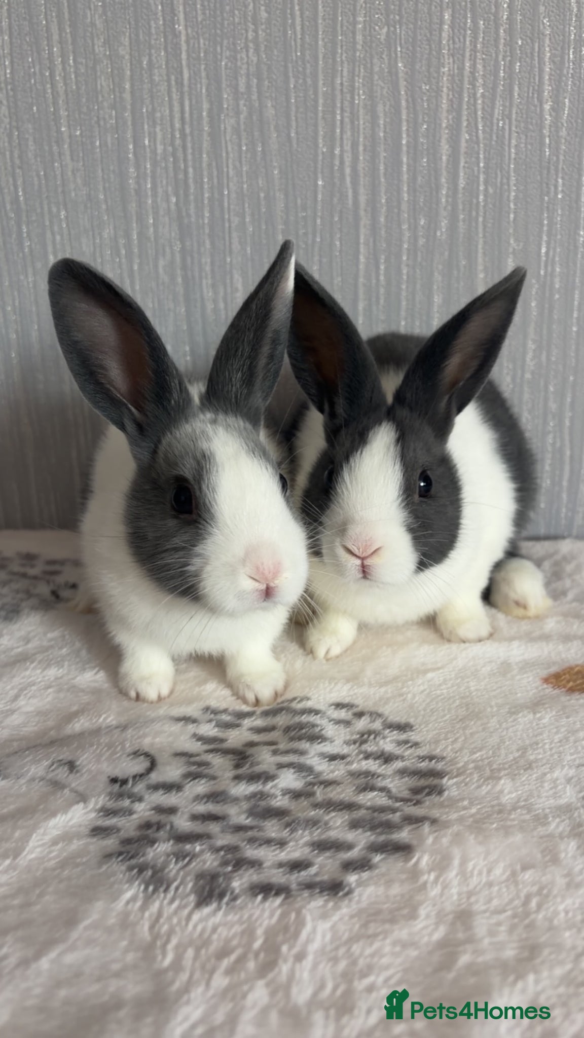 Dutch rabbits 2 dutch brothers ready soon‼️ - Advert 1