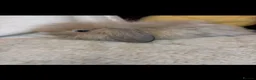 Mini Lion Lop rabbits for sale: Fluffy mini lion lop baby bunny rabbits  - Advert 10