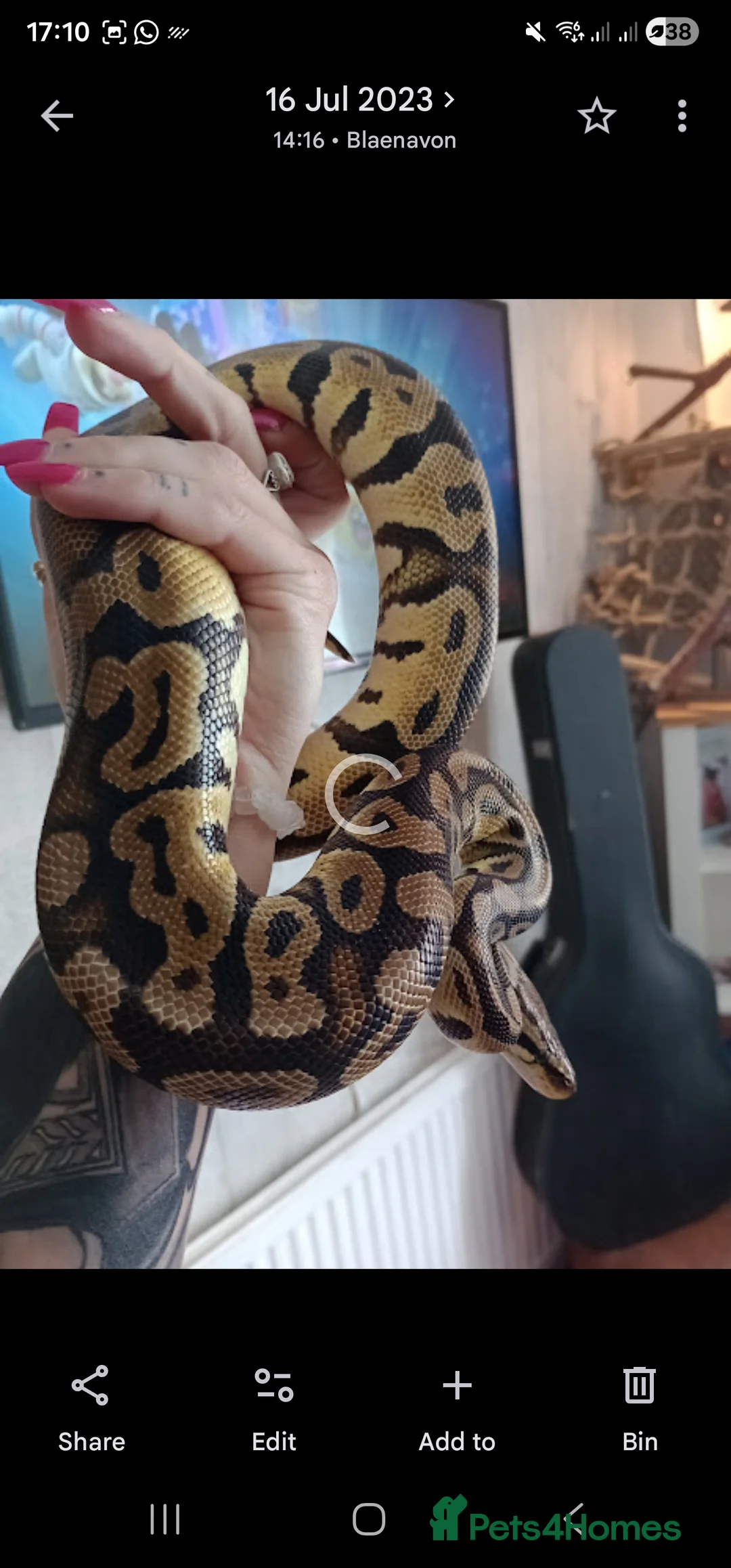 Python Snake reptiles for sale: Royal female python pastel - Advert 2