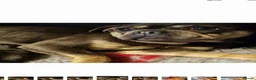 Frug dogs for sale: Amazing frug baby's  - Advert 11