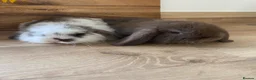 Mini Lop rabbits for sale: Beautiful pure breed mini lops girls - Advert 3