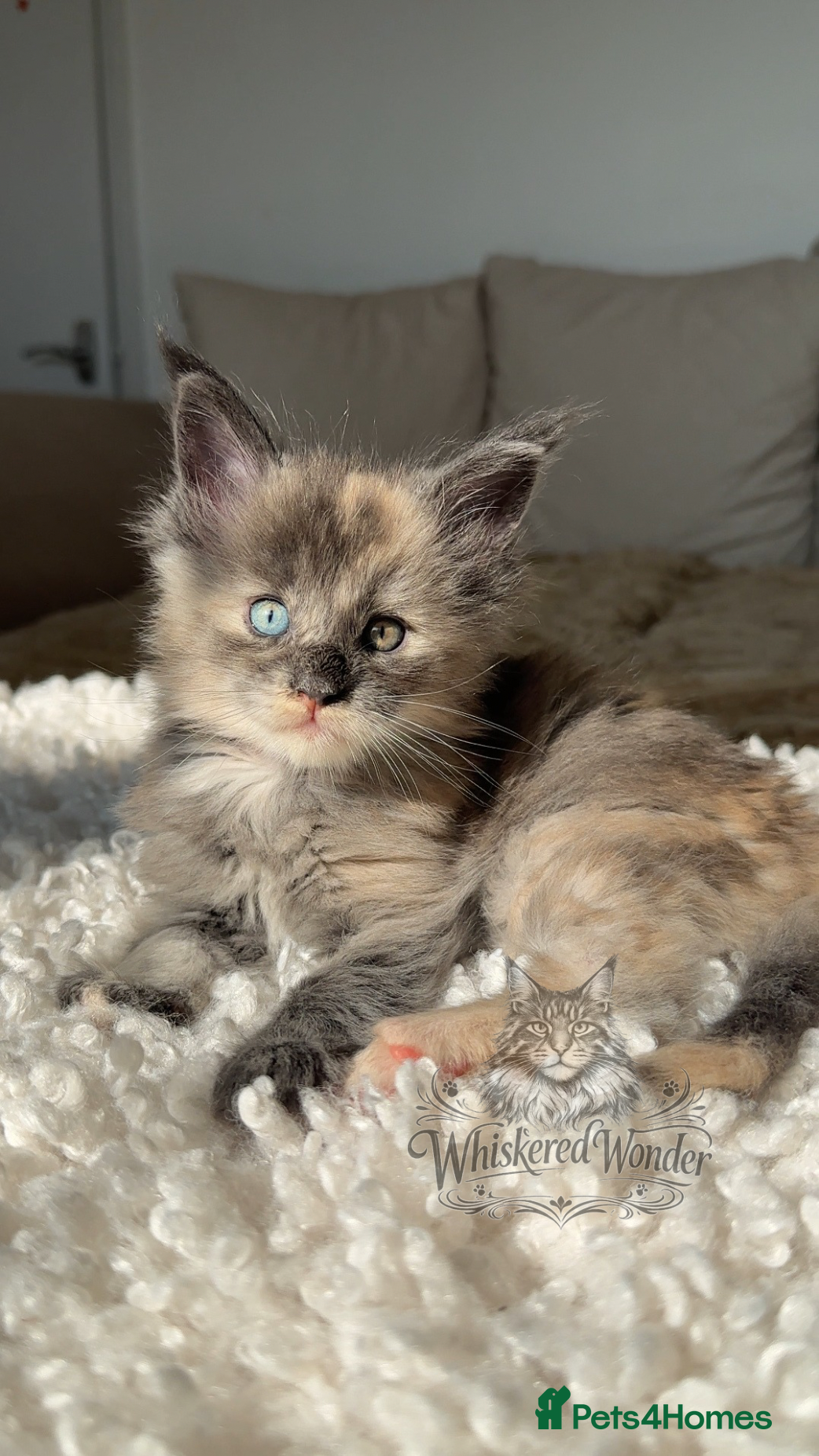 Maine Coon cats Blue Eyed Maine Coon kittens  | Champion Lines - Advert 17
