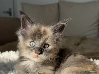 Maine Coon cats Blue Eyed Maine Coon kittens | Champion Lines - Advert 17