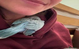 Parrots birds for sale: Silly tame Quakers looking for their forever home  - Image 11