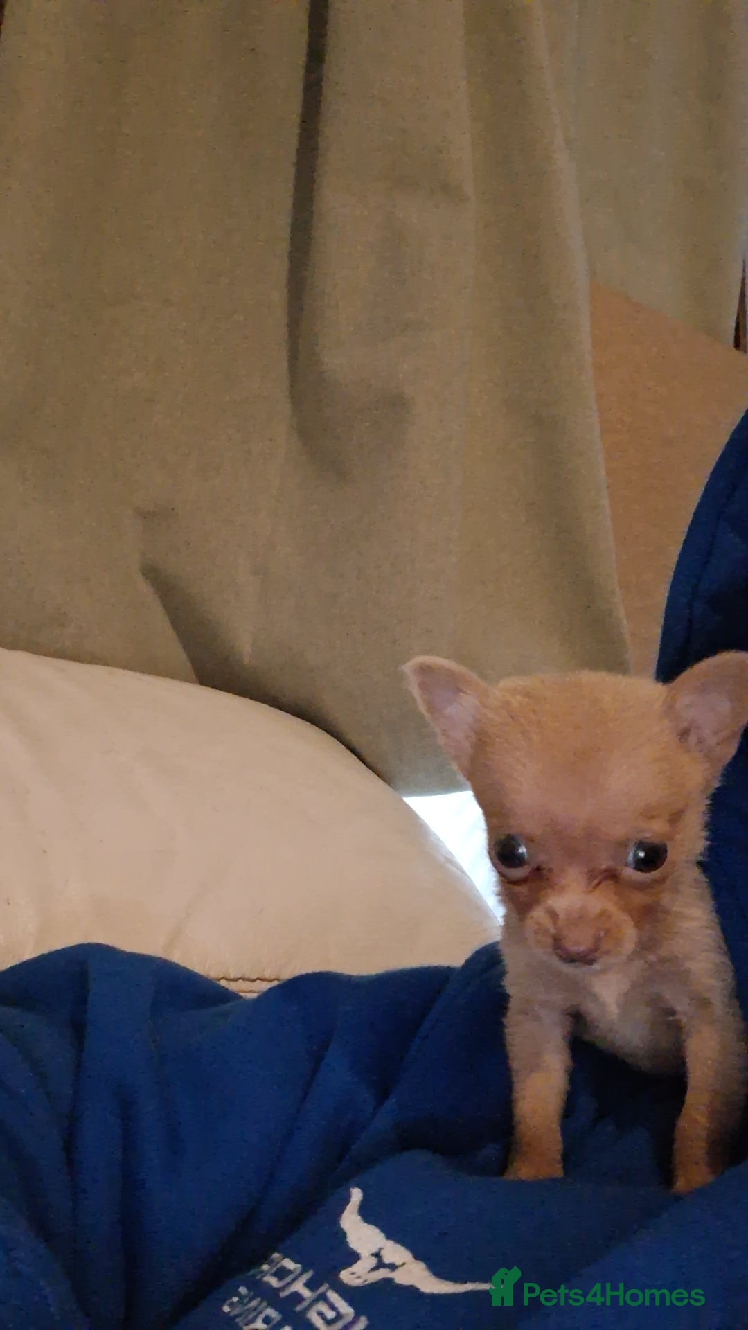 Chihuahua dogs for sale: Chihuahua boy for sale  - Advert 3