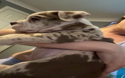 Olde English Bulldogge dogs for stud: OEB 🐶⭐️DEL~BOY ⭐️🐶 First time Stud  - Image 14