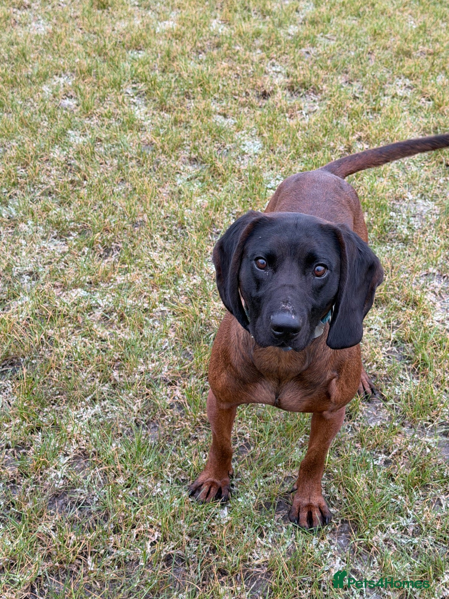 Bavarian Mountain Hound dogs 3yo Bavarian mountain hound  - Advert 2