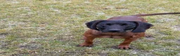 Bavarian Mountain Hound dogs for sale: 3yo Bavarian mountain hound  - Advert 1