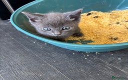 Mixed Breed cats for sale: Adorable kitten - Image 16