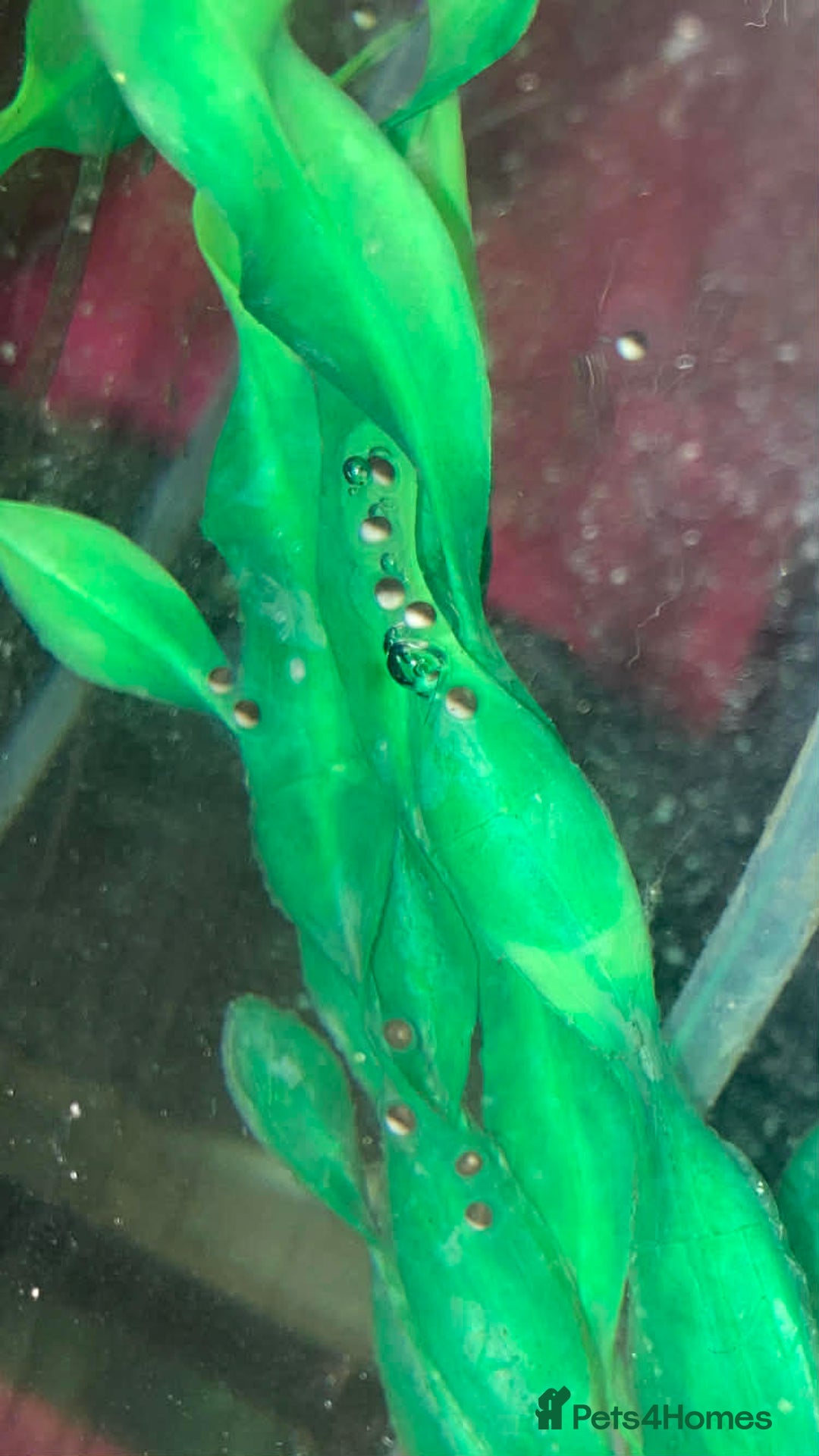 Axolotl reptiles for sale: Axolotl eggs  - Advert 2