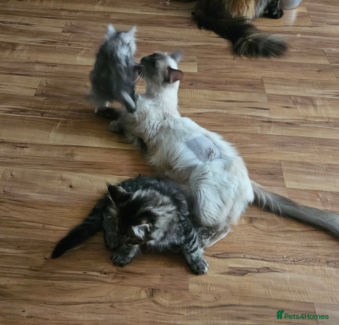 Ragcoon cats for sale: Mainecoon x Ragdoll kittens - Image 11