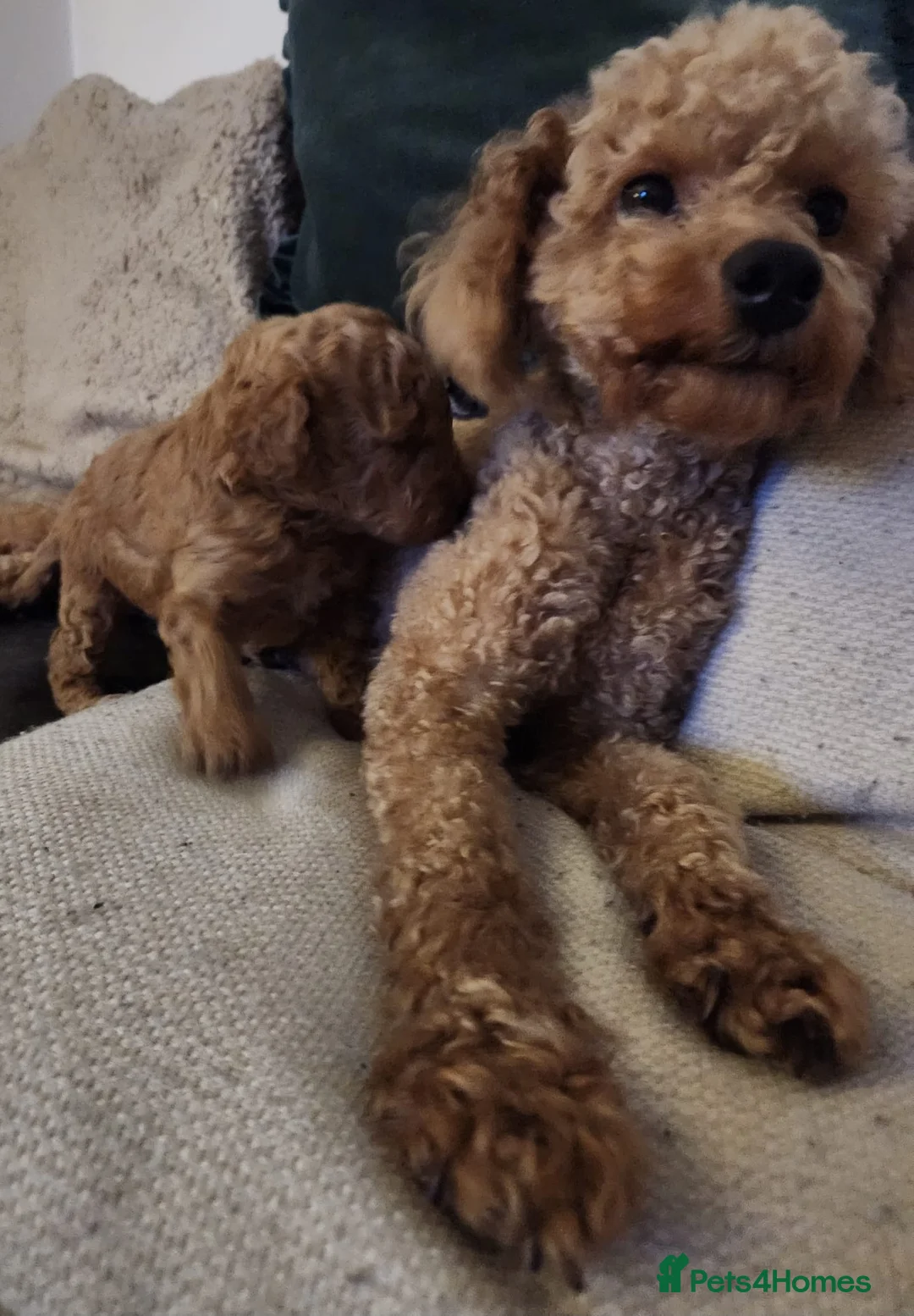 Toy Poodle dogs for sale: Toy Poodle Puppy  - Advert 10