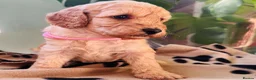 Miniature Poodle dogs for sale: 🐩KC-registered Miniature Poodles Raised with care - Advert 6