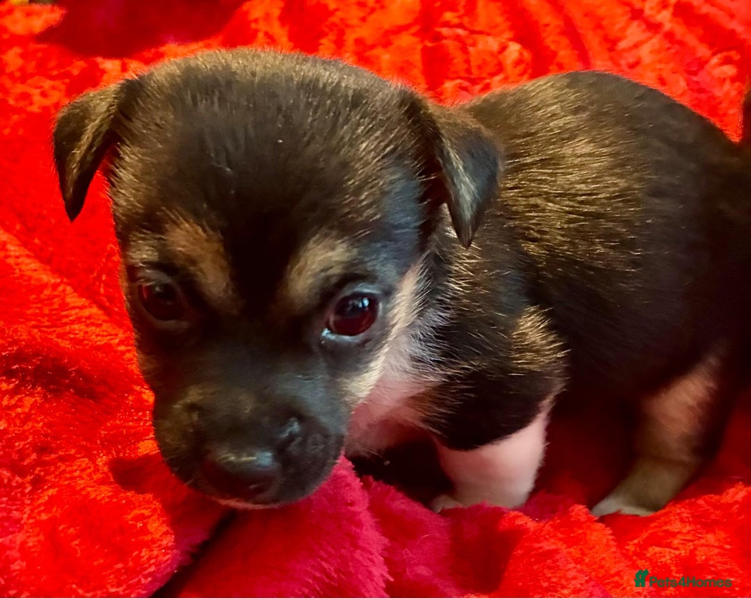 Jack Russell dogs for sale: Miniature Jack Russel Pups for sale - Advert 21