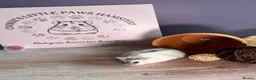 Hamster rodents for sale: Female winter white  - Advert 1