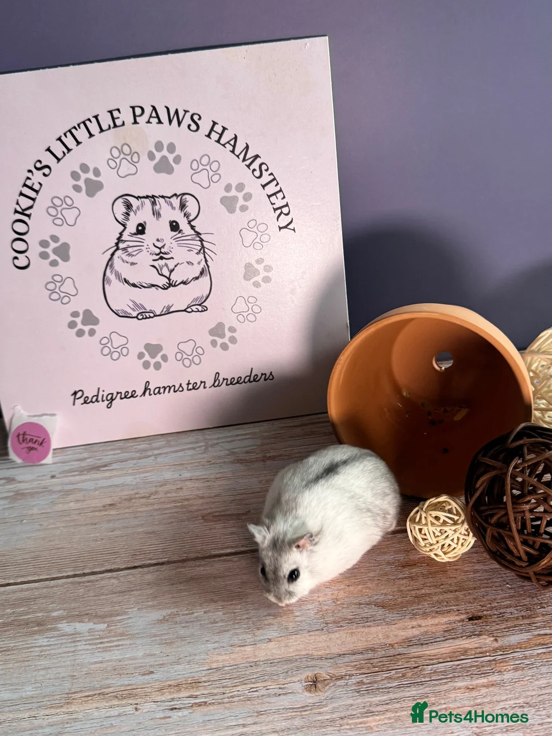 Hamster rodents for sale: Female winter white  - Advert 1