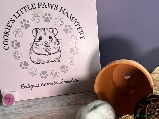 Hamster rodents for sale: Female winter white - Advert 1