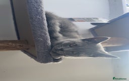 British Shorthair cats for sale: Only 2 Males Left  - Image 3