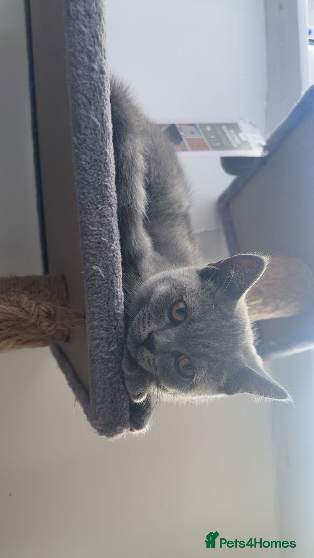 British Shorthair cats for sale: Only 2 Males Left  - Image 3