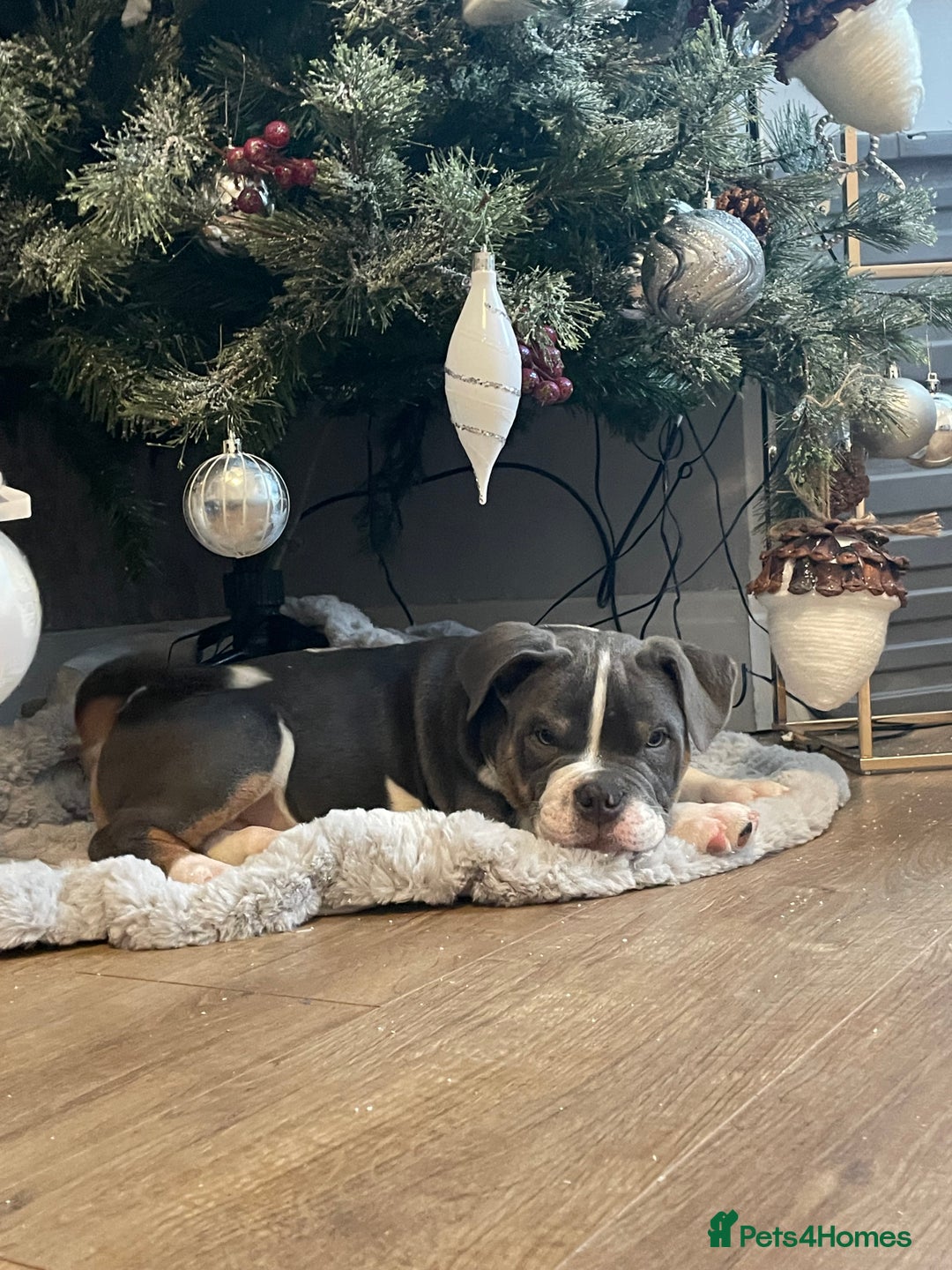 Mixed Breed dogs for sale: Beautiful 6-Month-Old Puppy – Ghost - Advert 3