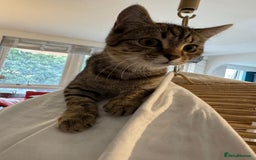 Scottish Fold cats for sale: Scottish Fold Kittens Variety of Colours - Image 25