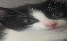 British Longhair cats for sale: Sweet natured,beautiful kitten&seresto fleaCollar  - Image 2