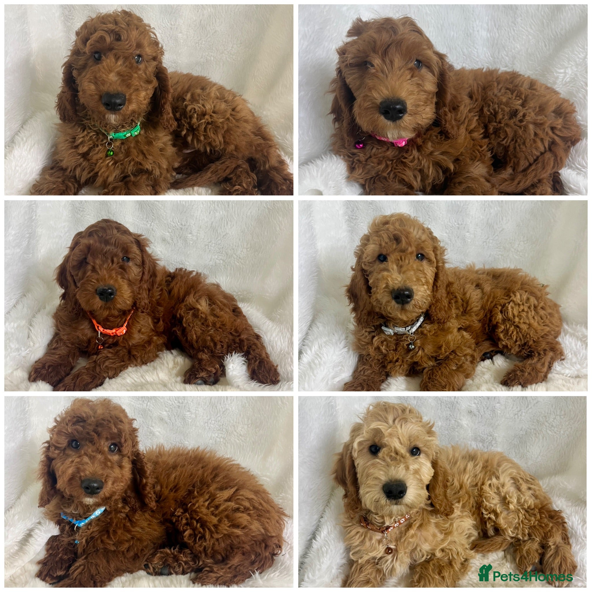 Goldendoodle dogs Top quality, health tested multiGen Double Doodles - Advert 2