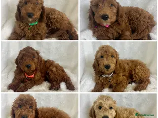Goldendoodle dogs Top quality, health tested multiGen Double Doodles - Advert 2