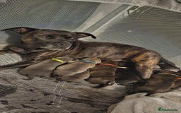 Mixed Breed dogs for sale: Staffie - Image 3