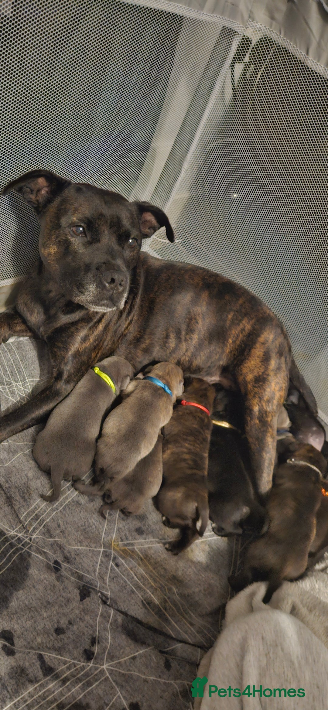 Mixed Breed dogs for sale: Staffie - Image 3