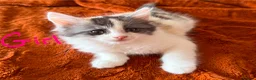 Maine Coon cats for sale: Thoroughbred Maine Coon Kittens - Advert 2
