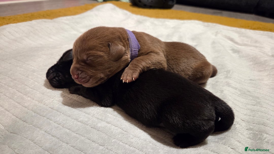 Labrador Retriever dogs for sale: Beautiful pedigree labrador puppies  - Image 28