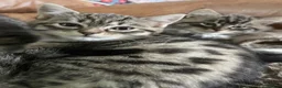 Mixed Breed cats for sale: Ragdoll/tabby mix in Shipley - Advert 23