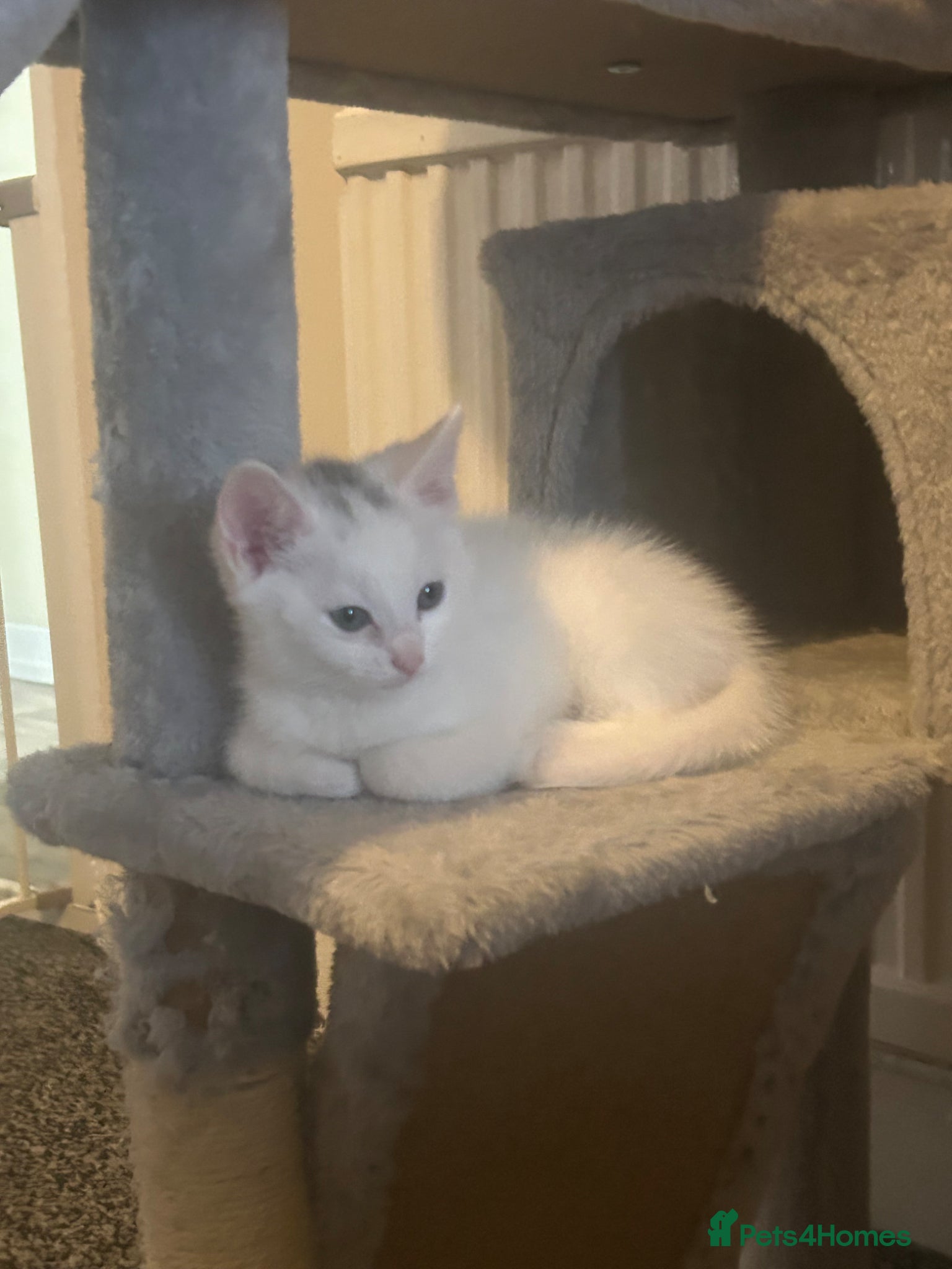 Turkish Angora cats Turkish Angora READY TO LEAVE - Advert 4