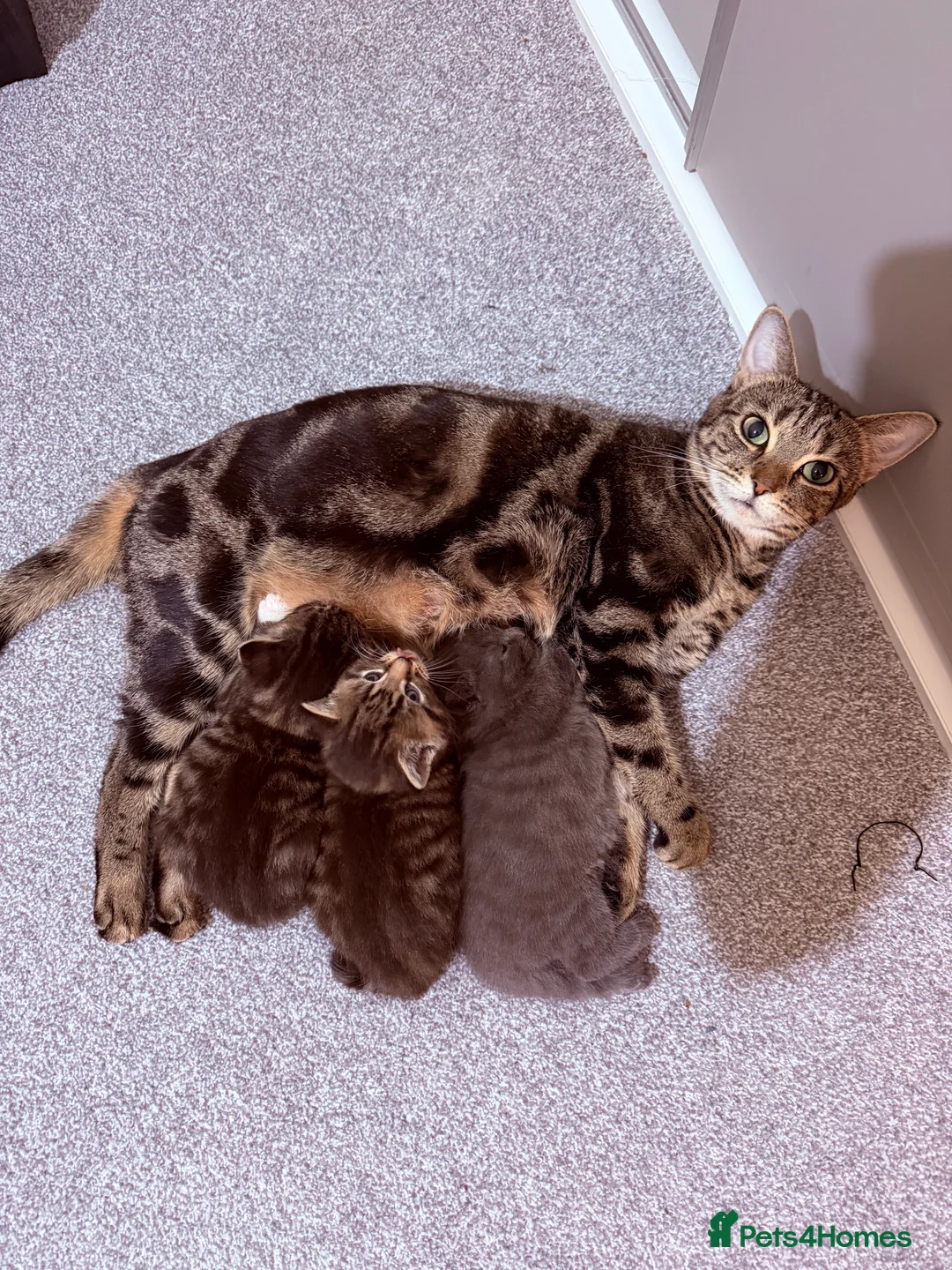 Mixed Breed cats for sale: No names yet - Advert 2