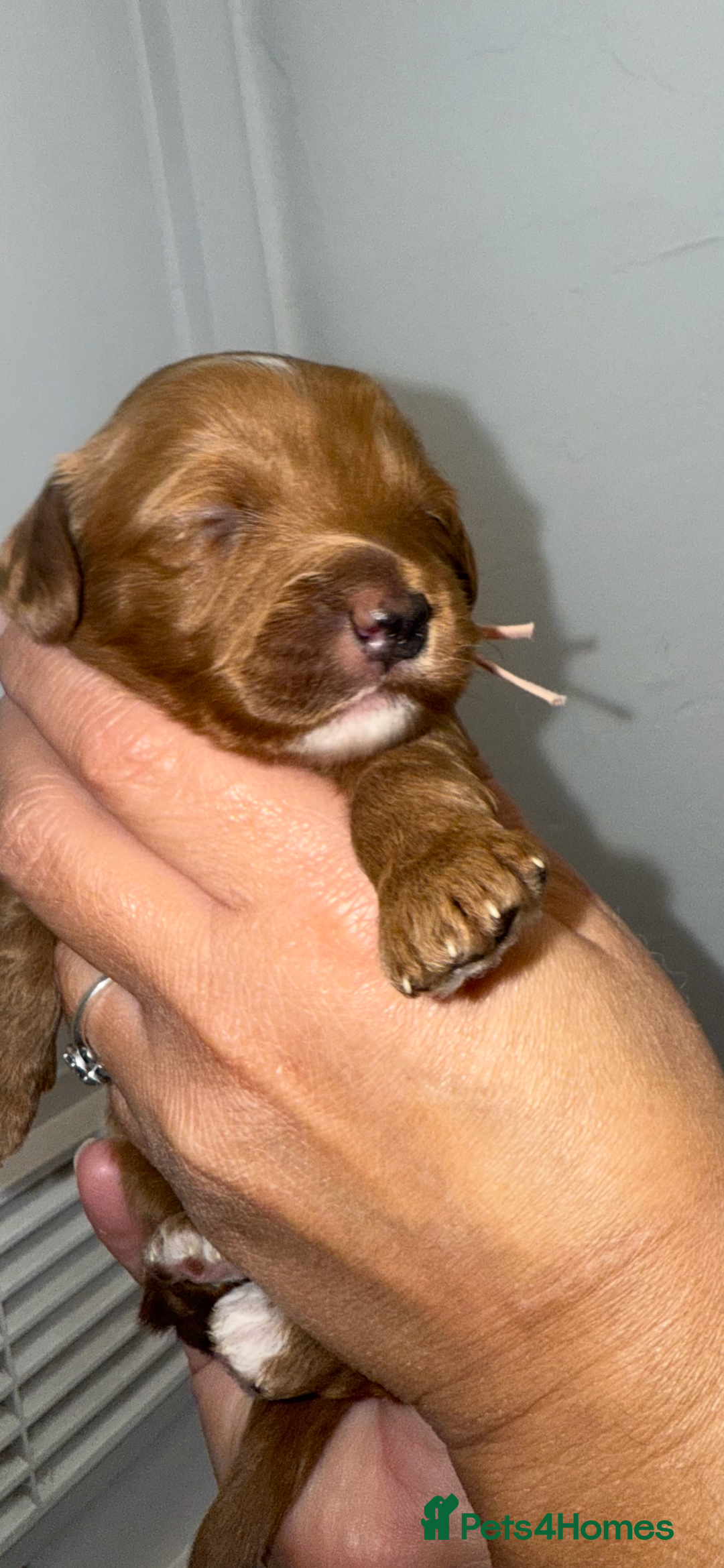 Australian Labradoodle dogs for sale: Stunning Labradoodle puppies - Advert 12