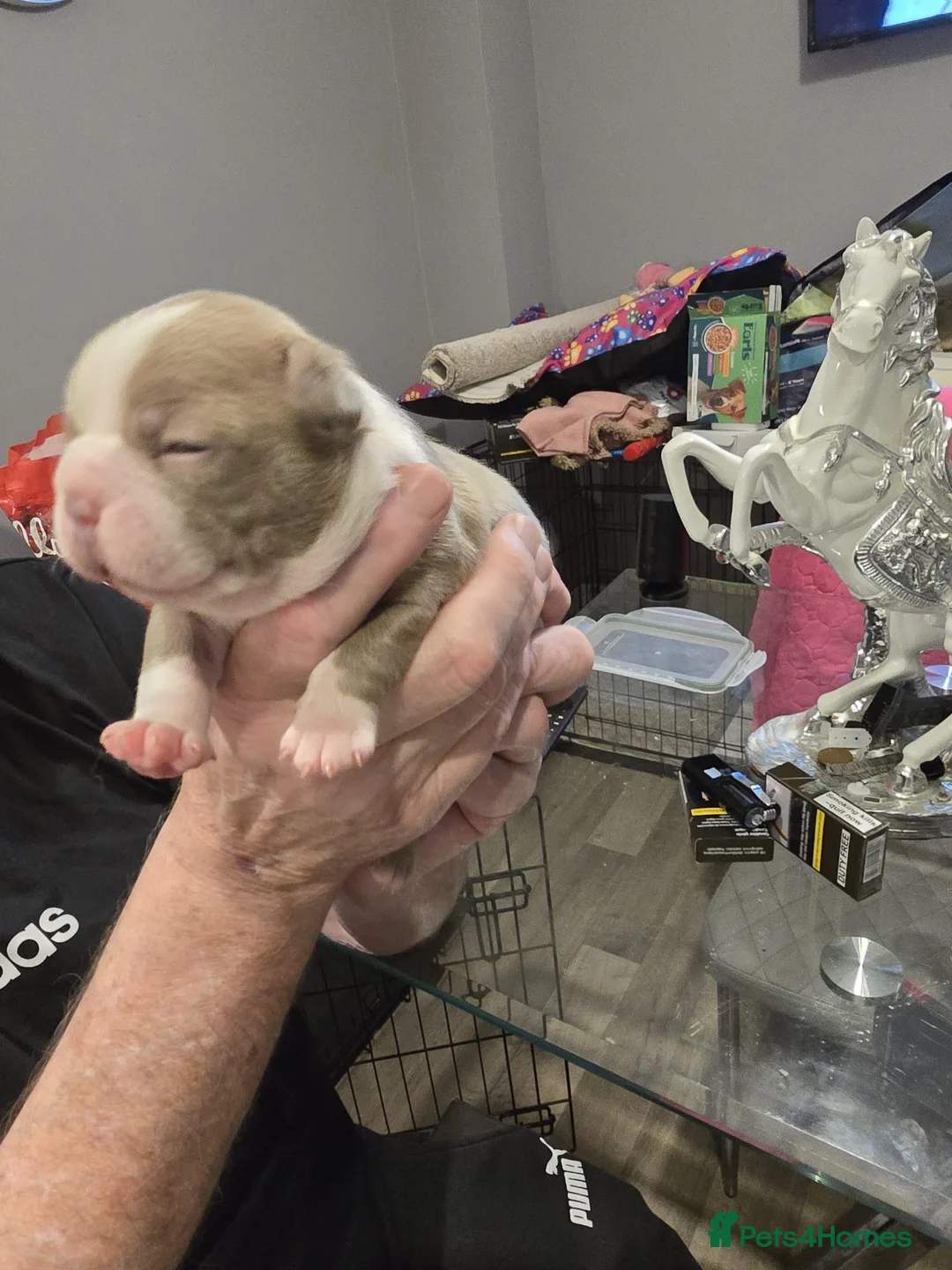 Boston Terrier dogs for sale: BEAUTIFUL BOSTON TERRIER PUPS  - Advert 30