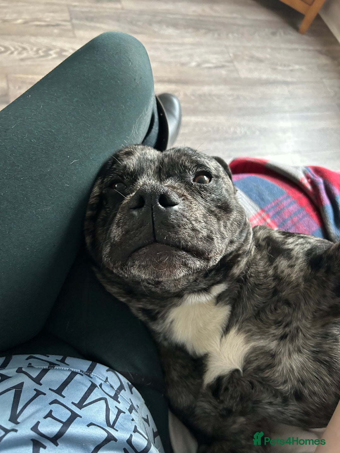 Staffordshire Bull Terrier dogs for stud: Merl Staffies  - Advert 7