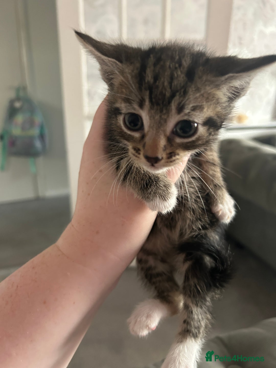 Domestic Shorthair cats for sale: Kittens for Sale - Image 4