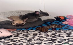 French Bulldog dogs for sale: 🐾Ready Now!! Adorable French Bulldog Puppies!  - Image 11